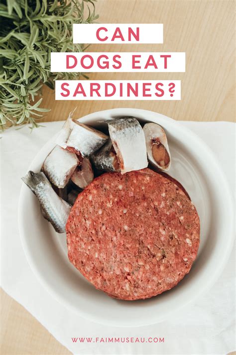 Why You Should Be Feeding Your Dog Sardines.
